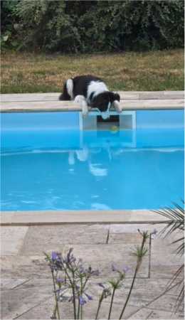 My border collie Perle