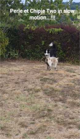 My border collie Perle