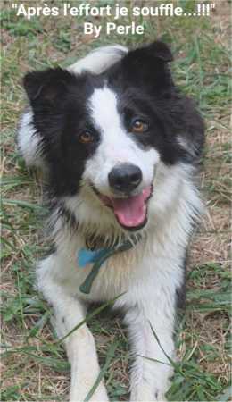 My border collie Perle