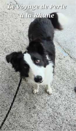 My border collie Perle